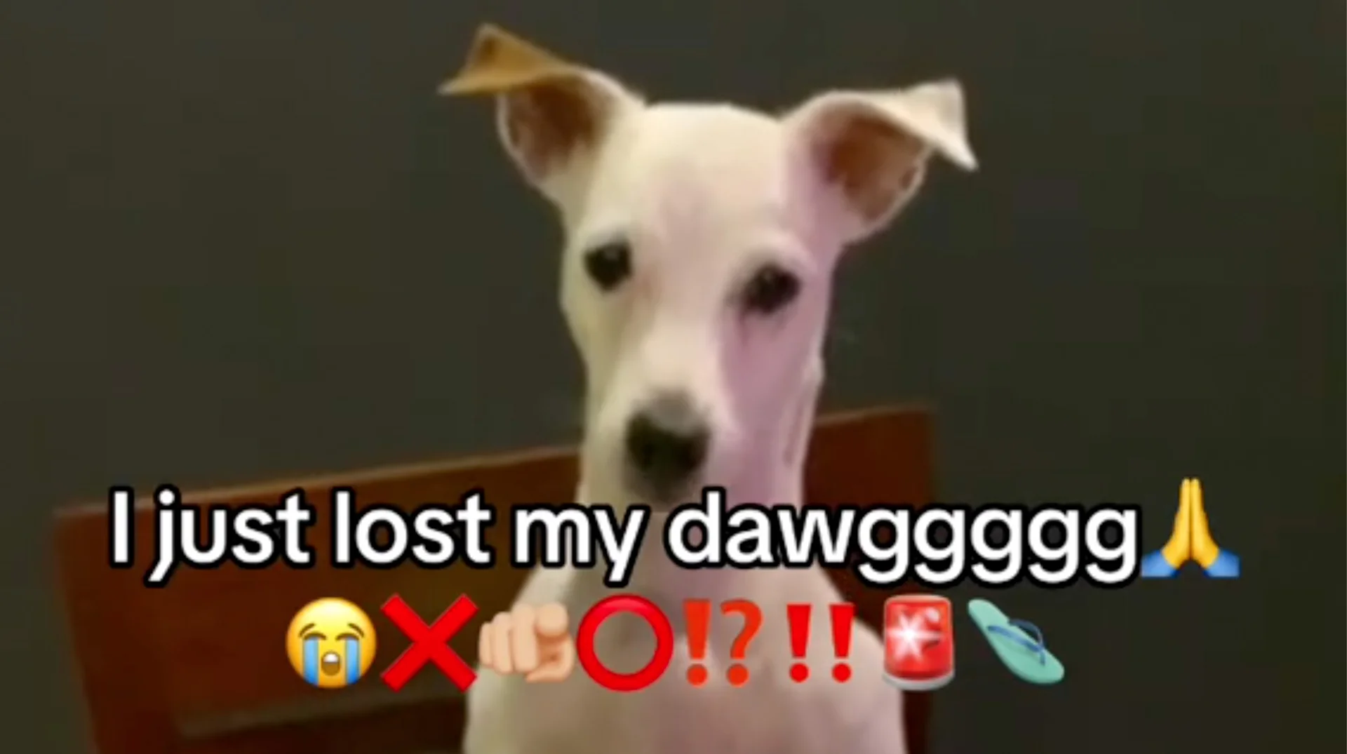 White puppy staring at camera with caption 'I just lost my dawggggg' and emoji row below.