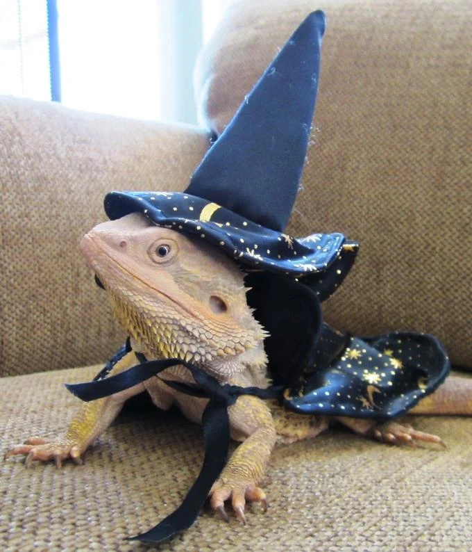 I Put on My Robe and Wizard Hat — Bearded dragon wearing a black wizard hat and starry cape.