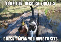 I Should Buy a Boat — Dog template with surreal wordplay text 'LOOK. JUST BECAUSE YOU FITS' and 'DOESN'T MEAN YOU HAVE TO SITS'.