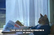 I Should Buy a Boat — Cropped cat meme template with partially legible garbled text overlay creating surreal effect.