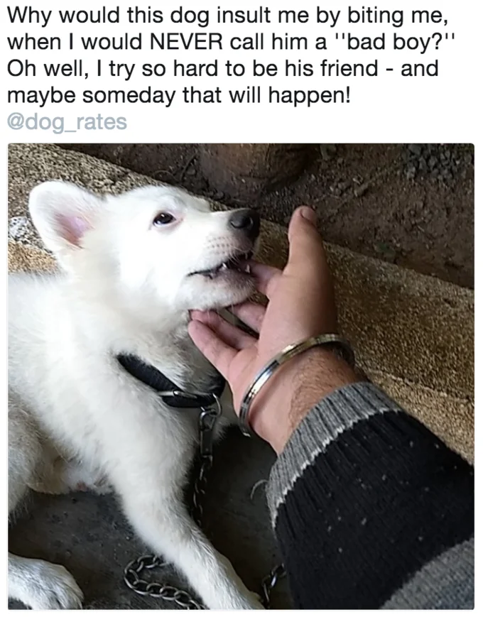 I Try So Hard to Be His Friend — White husky puppy playfully biting a person's hand with parody caption