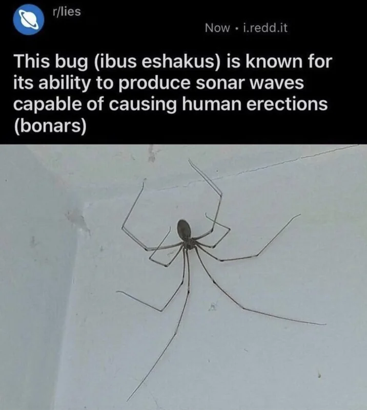 Ibo Eshak Ibohammad Eshakur — Fake Reddit r/lies post joking that the ibus eshakus spider produces sonar waves causing bonars