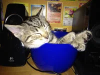 If It Fits I Sits — A tabby cat positioned on top of a blue bowl in a home setting.
