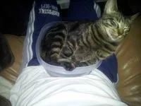 If It Fits I Sits — A black tabby cat contentedly positioned inside a blue plastic container or bin.