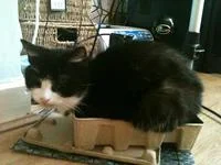 If It Fits I Sits — A black and white cat squeezed into a small cardboard box or container.