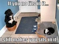 If It Fits I Sits — A black cat in a doorway or confined space with comedic variation of the meme text.