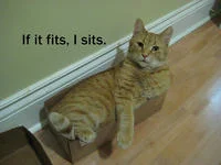 If It Fits I Sits — A striped tabby cat positioned low in a doorway with small text reading 'If it fits, I sits'.