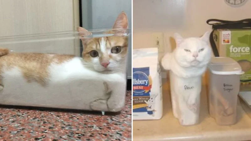 If It Fits I Sits — Collage-style composition featuring multiple cats positioned in various containers and confined spaces.