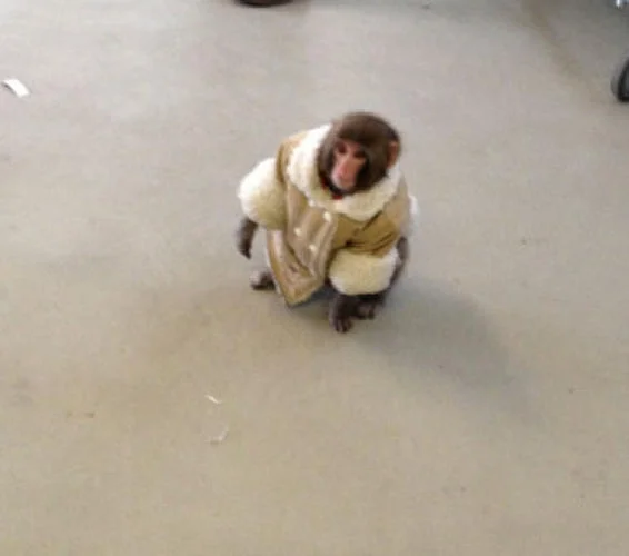 IKEA Monkey — Small monkey in a beige shearling coat crouching on the floor of an IKEA store