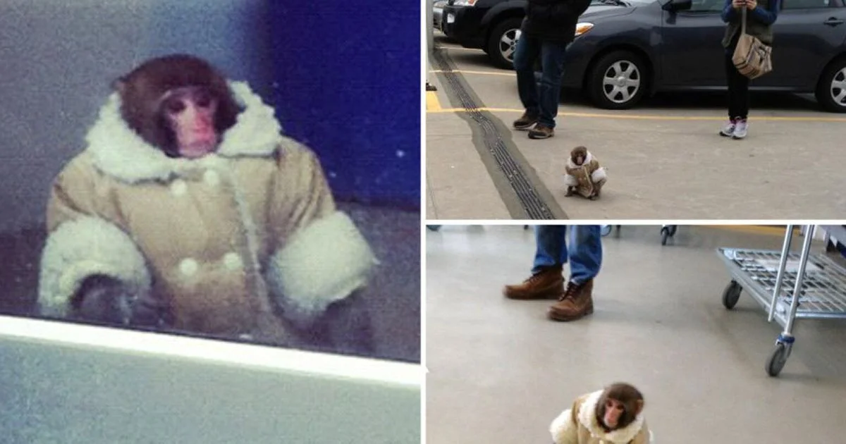Collage of three photos of Darwin the IKEA monkey in a beige shearling coat at a Toronto IKEA