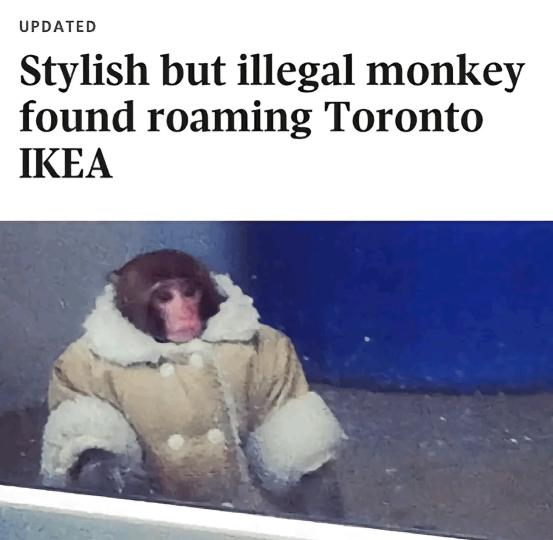 IKEA Monkey — News headline screenshot Stylish but illegal monkey found roaming Toronto IKEA with Darwin photo
