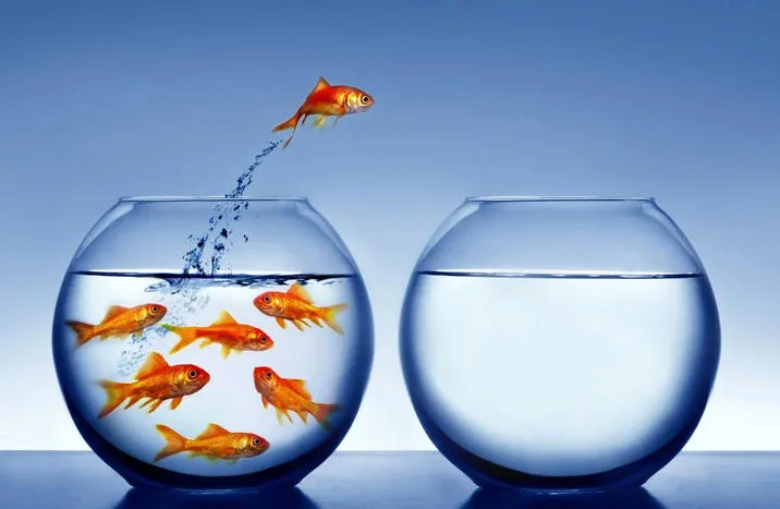 I'm Nothing Like Y'all — Stock photograph of a goldfish jumping from a crowded fishbowl into an empty fishbowl.