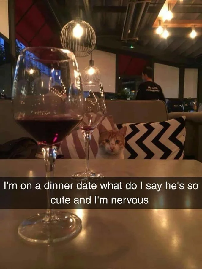 I'm On a Dinner Date What Do I Say He's So Cute — Original Snapchat screenshot of orange cat peering over restaurant table between two wine glasses
