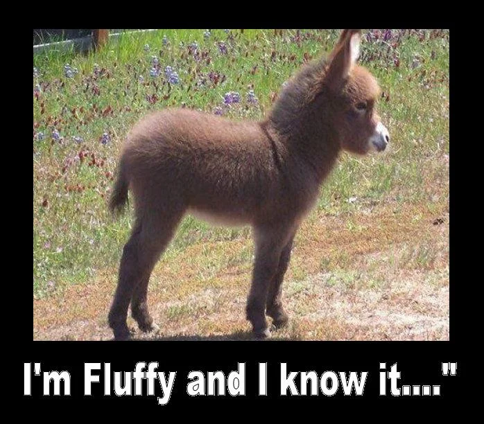 I'm Sexy And I Know It — Unavailable Pedobear meme-generator image with sexy and I know it caption
