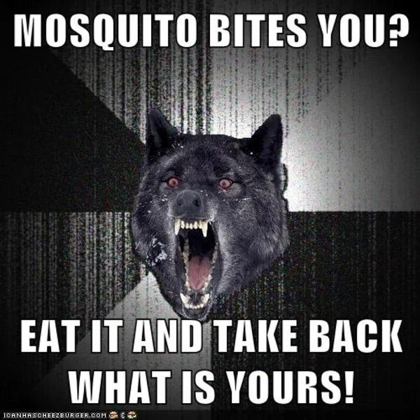 Insanity Wolf — Snarling black wolf with wide-open mouth and bared teeth paired with impact font text giving ridiculous advice about mosquito bites.