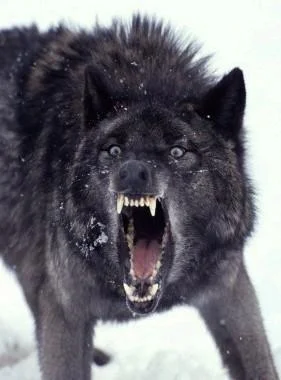 Insanity Wolf — Close-up of black wolf's face in snow with mouth wide open in aggressive snarl, bared fangs, and wild intense eyes.