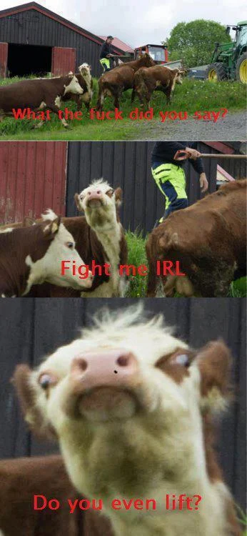 Internet Tough Guy — Three-panel meme using cows with text 'What the fuck did you say?', 'Fight me IRL', 'Do you even lift?'