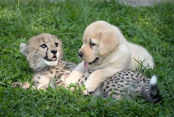 Interspecies Friendship — Twitter screenshot showing photos of a gray wolf and brown bear playing and interacting in a forest