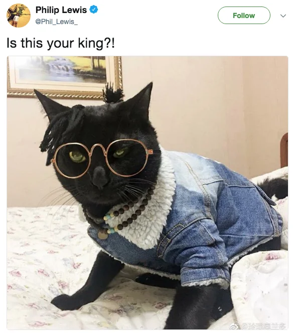 Twitter screenshot featuring black cat wearing glasses with 'Is this your king?!' text.