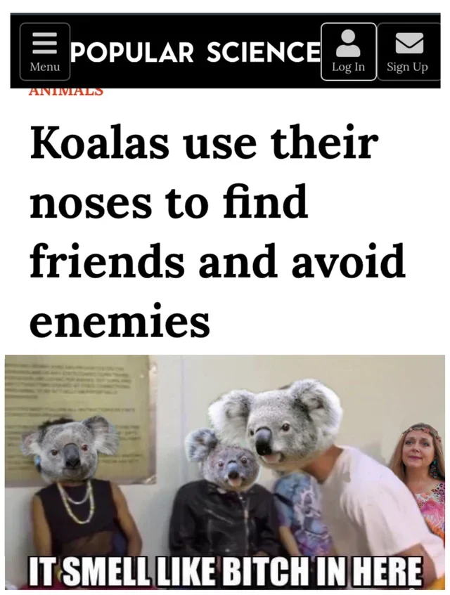 It Smell Like Bitch In Here — Popular Science koala article headline above the meme with koala faces edited onto the figures