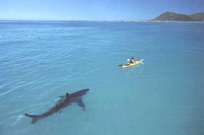 It Will Be Fun, They Said — Kayaker on clear blue water with a large shark swimming underneath