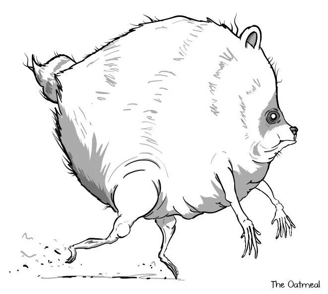 Jimothy The Raccoon