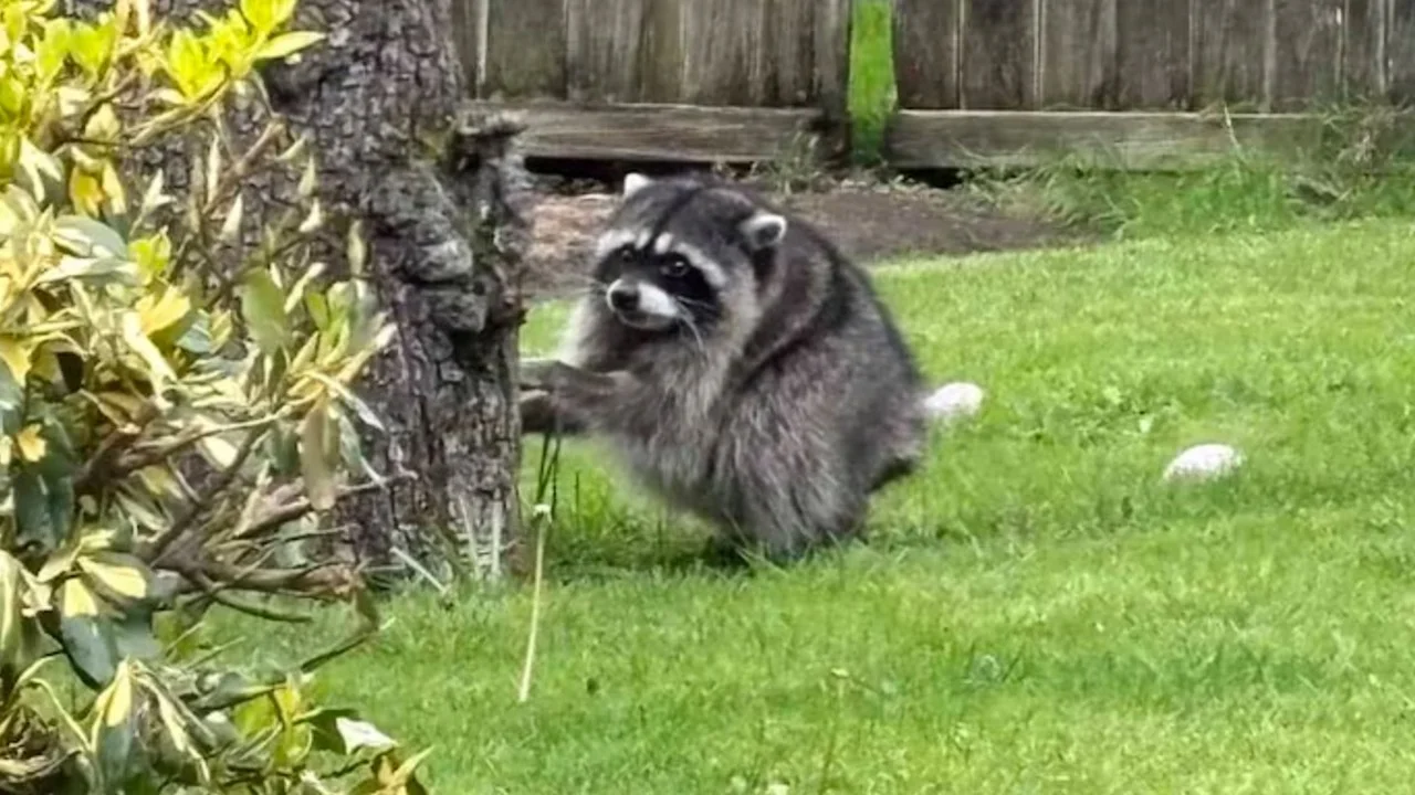 Jimothy The Raccoon Seattle s Viral Short Spine Raccoon