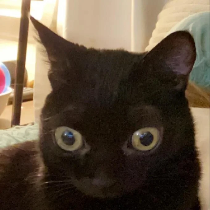 Jinx The Cat — Black cat's face in close-up with dramatically large pupils displayed in bright blue tones.