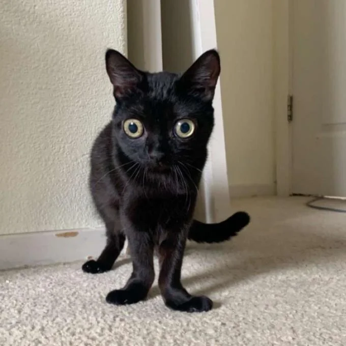 Jinx The Cat — Extreme close-up of black cat's face with strikingly large golden-yellow eyes and dilated pupils staring directly at camera.