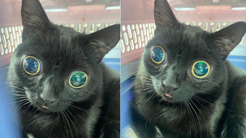 Jinx The Cat — Professional dual-panel photo showing black cat Jinx with distinctive large yellow-golden pupils staring directly at camera.