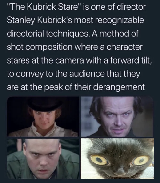 Jinx The Cat — Educational comparison image explaining the Kubrick Stare directorial technique with Jinx as a humorous example.