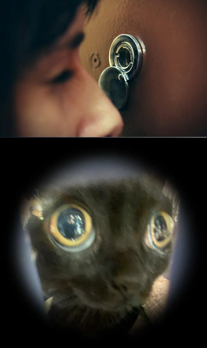 Jinx The Cat — Split composition comparing jewelry or reflective object in top panel with Jinx's face and distinctive large golden-yellow pupils below.