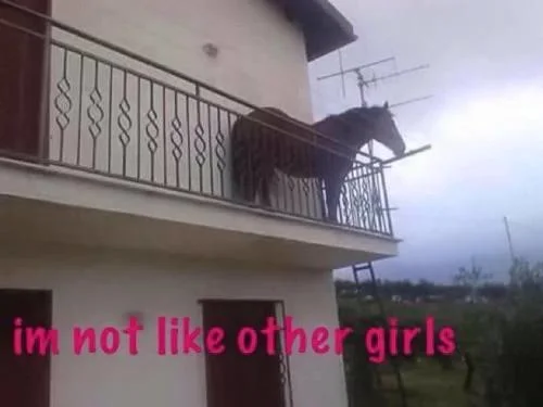 Juan (Horse on Balcony) — Juan horse with 'im not like other girls' text overlay