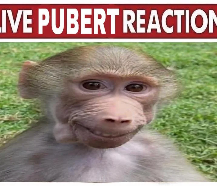 Kid Named Pubert — Pubert baboon with 'Live Pubert Reaction' news-style banner