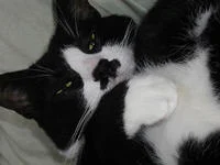 Kitler — Black and white cat captured in closeup from side angle with unclear nose marking visibility.