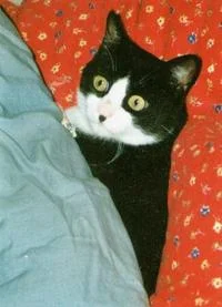 Kitler — Striking black and white cat with well-defined mustache marking against vibrant orange and red background.