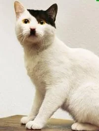 Kitler cat with lolcat-style text 'I can has Poland?' referencing the Hitler connection.