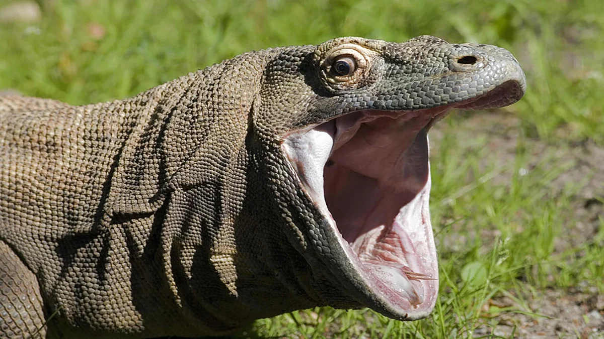 Komodo dragon with mouth wide open used as the KomodoHype Twitch emote