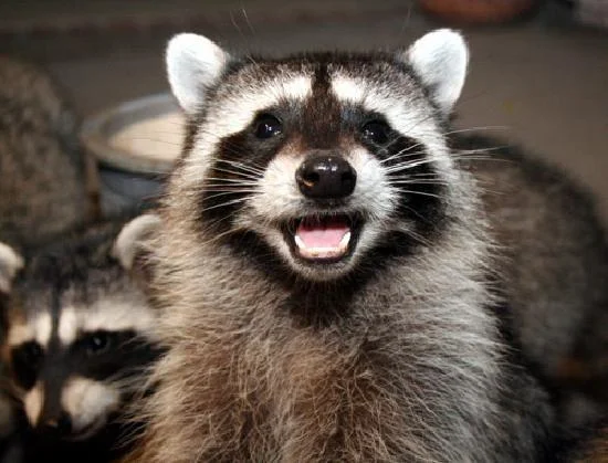 Lame Pun Coon — Original photograph of a smiling raccoon with open mouth