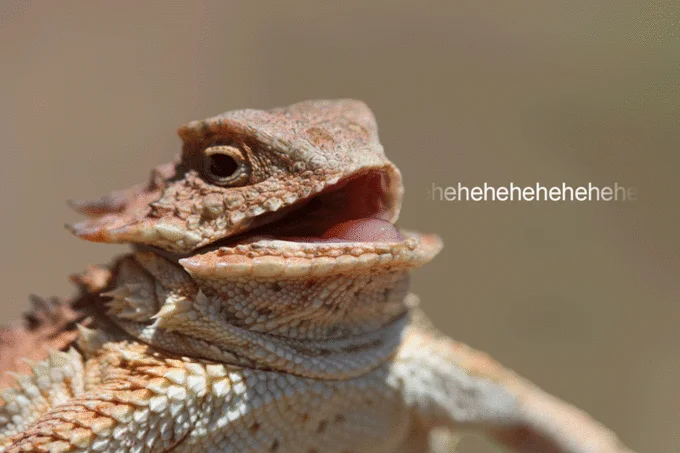 Animated GIF of laughing lizard with scrolling hehehe text