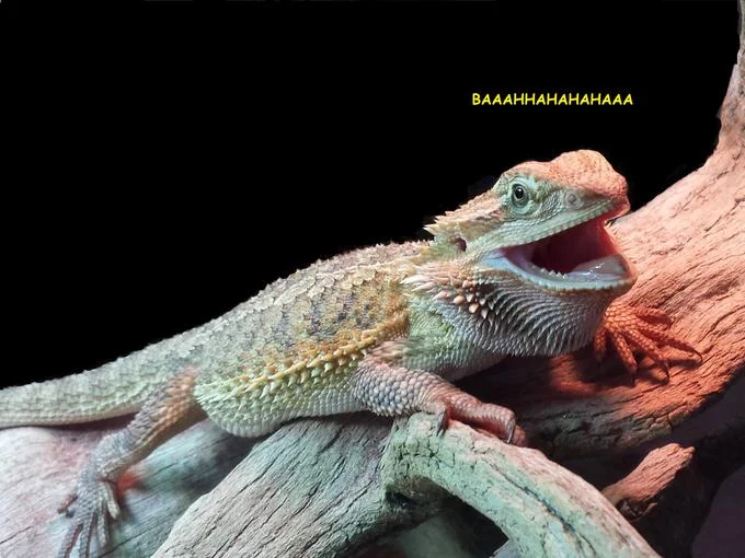 Laughing Lizard — Bearded dragon laughing with BAAAHHAHAHAHAAA caption