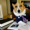 Lawyer Dog — A golden-tan dog wearing a dark blue blazer and purple tie sits at a wooden desk with open books and documents, gazing seriously at the camera.