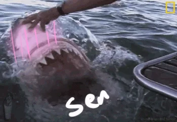 Left Shark — Shark in water with hand and pink text - unclear meme reference