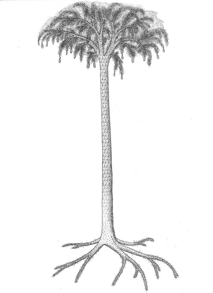 Lepidodendron Tree Attention Have You Seen This Tree — Black and white botanical illustration of an extinct Lepidodendron scale tree with tall trunk, drooping