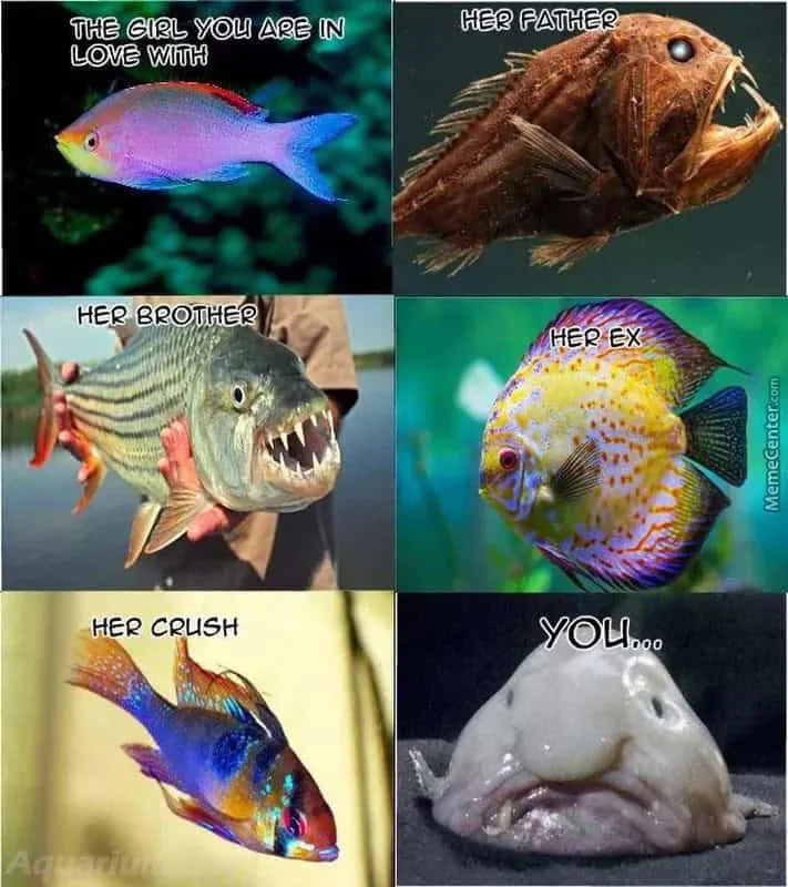 Little French Fish — Six-panel collage grid showcasing different colorful fish species and sea creatures, each labeled with relationship role descriptions