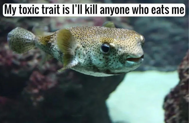 Little French Fish — Close-up photograph of a spotted pufferfish with white text overlay describing its toxic defense mechanism.