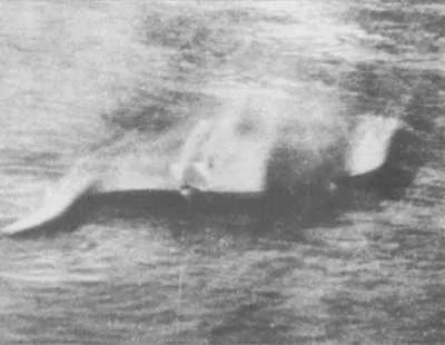 Loch Ness Monster — A blurry, heavily grainy black and white photograph showing a large, indistinct bulky shape partially submerged in choppy water, resembling