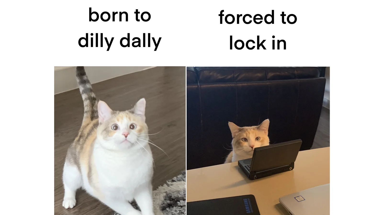 A two-panel 'Born to/Forced to' meme template featuring cats: one labeled 'born to dilly dally' in a relaxed pose, the other labeled 'forced to lock in'