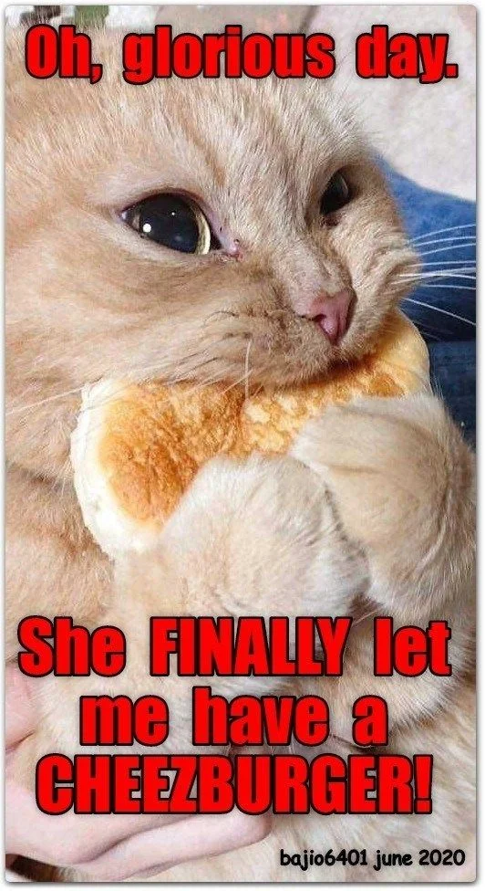 LOLcats / I Can Has Cheezburger — Close-up of a white/cream colored cat holding bread, with red text 'Oh, glorious day' and 'She FINALLY let me have a