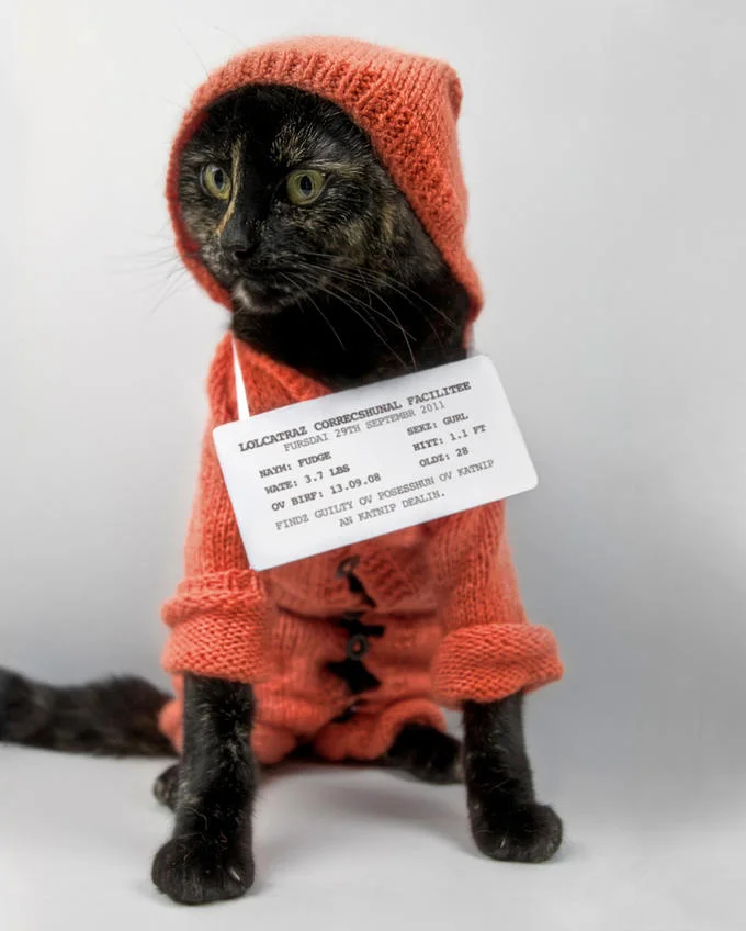 LOLcats / I Can Has Cheezburger — Two cats at a computer or entry point with white text 'ur pasword is FAIL' and 'entry.are.denied' using LOLcat security humor.